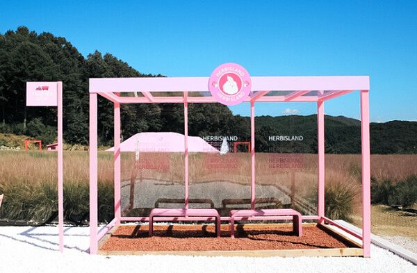 경기도여행, 허브아일랜드 핑크뮬리축제 (사진출처=한국관광공사)