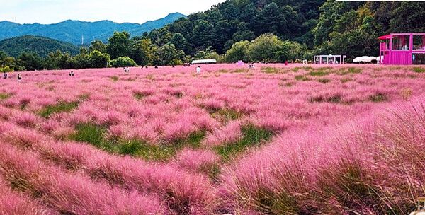 경기도여행, 허브아일랜드 핑크뮬리축제 (사진출처=한국관광공사)