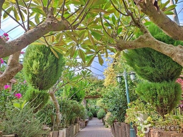 경기도여행, 허브아일랜드 핑크뮬리축제 (사진출처=한국관광공사)
