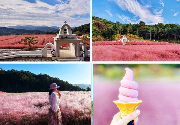 경기도여행, 허브아일랜드 핑크뮬리축제 (사진출처=한국관광공사)