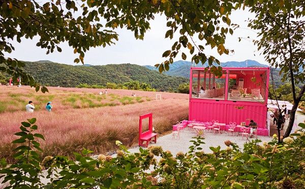 경기도여행, 허브아일랜드 핑크뮬리축제 (사진출처=한국관광공사)