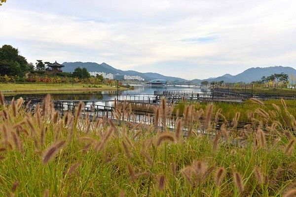 전국 단풍절정시기 걷기여행지 세종호수길 (사진출처=한국관광공사)