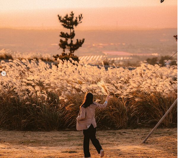 ‘제주도 억새 군락지’로 유명한 애월읍 어음리 일대에 위치한 9.81파크 (사진출처=한국관광공사)