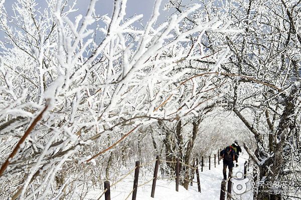 강원도 평창 오대산 비로봉 등산로 눈꽃세상, 상고대, 추위스케치 (사진출처=한국관광공사)
