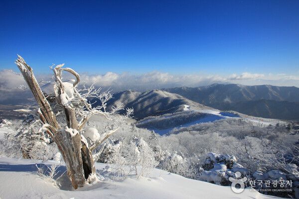 무주 덕유산 향적봉 눈꽃세상 상고대, 추위 날씨스케치 (사진출처=한국관광공사)