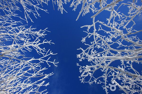 무주 덕유산 향적봉 눈꽃세상 상고대, 추위 날씨스케치 (사진출처=한국관광공사)
