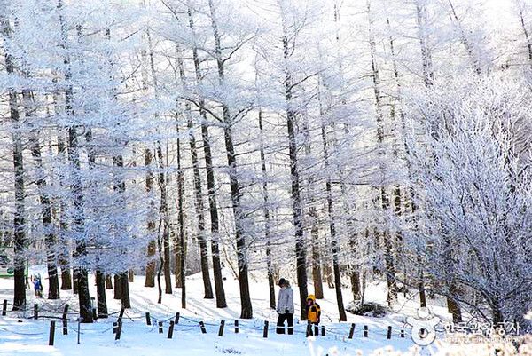 겨울철 눈꽃세상 상고대 , 추위 눈스케치 (사진출처=한국관광공사)