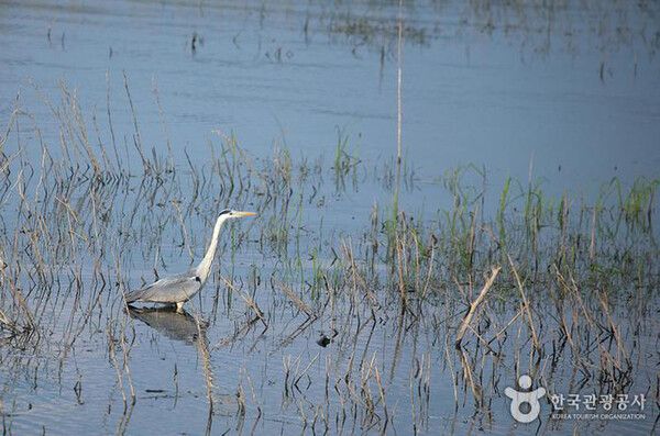 예산여행, 먹이 사냥을 준비하는 왜가리 (사진출처=한국관광공사)