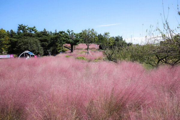 제주여행 핑크뮬리축제 (사진출처=한국관광공사)