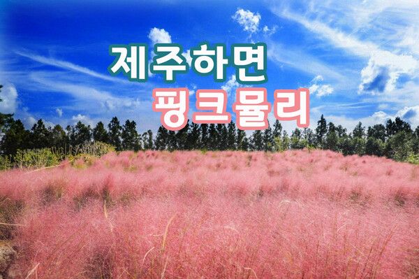 제주여행 핑크뮬리축제 (사진출처=한국관광공사)