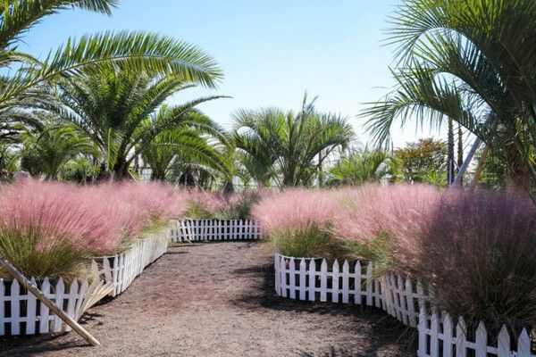제주여행 핑크뮬리축제 (사진출처=한국관광공사)