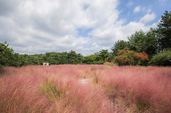 제주여행 핑크뮬리축제 (사진출처=한국관광공사)
