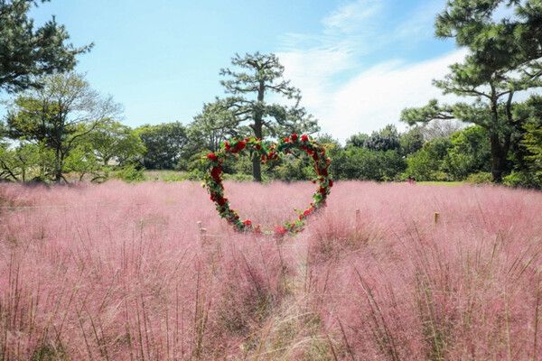 제주여행 핑크뮬리축제 (사진출처=한국관광공사)