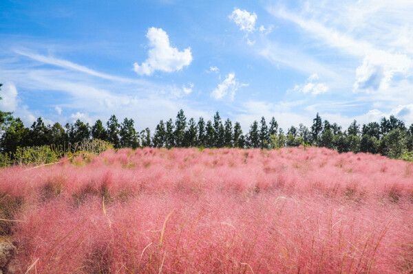 제주여행 핑크뮬리축제 (사진출처=한국관광공사)