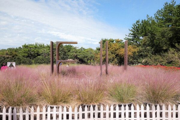 제주여행 핑크뮬리축제 (사진출처=한국관광공사)