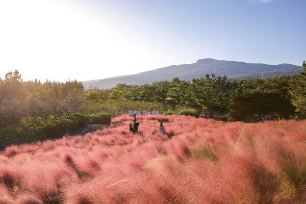 제주여행 핑크뮬리축제 (사진출처=한국관광공사)