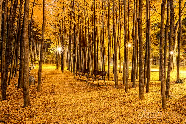 2024년 단풍절정시기, 단풍명소, 서울숲/ 서울관광재단 제공