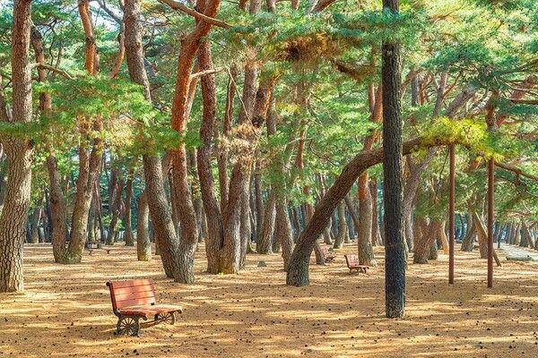 하동송림 / 관광공사 제공