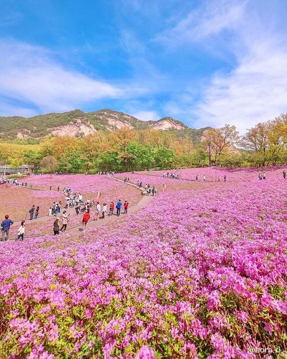 서울 불암산 철쭉제