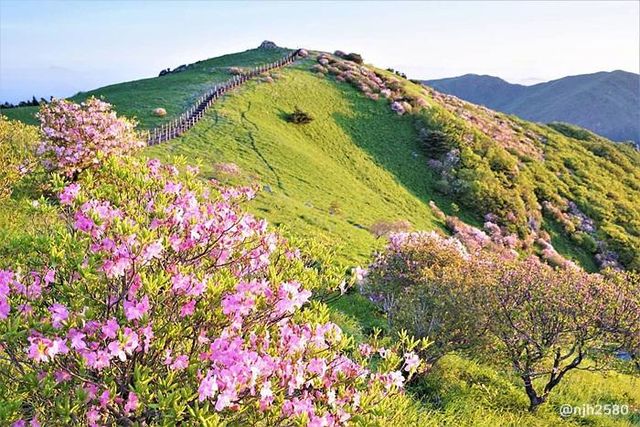 충북 단양 소백산 철쭉제