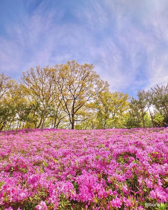 서울 불암산 철쭉제
