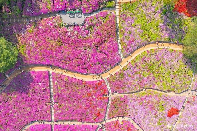 경기 군포 철쭉 축제