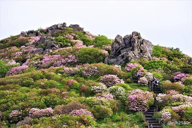 충북 단양 소백산 철쭉제