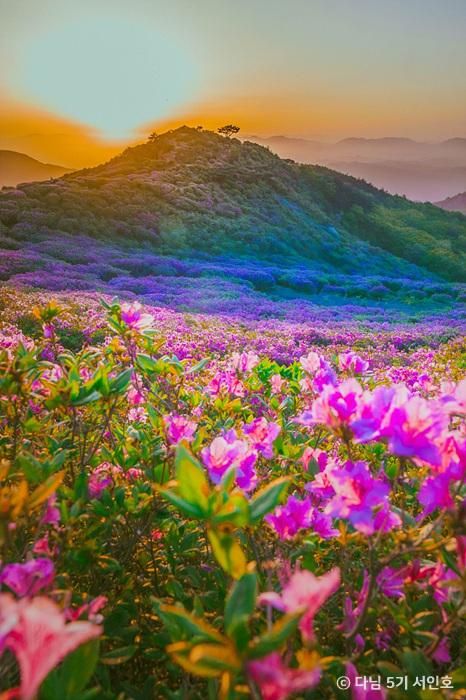 경남 산청 황매산 철쭉제