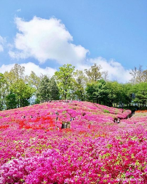 경기 군포 철쭉 축제