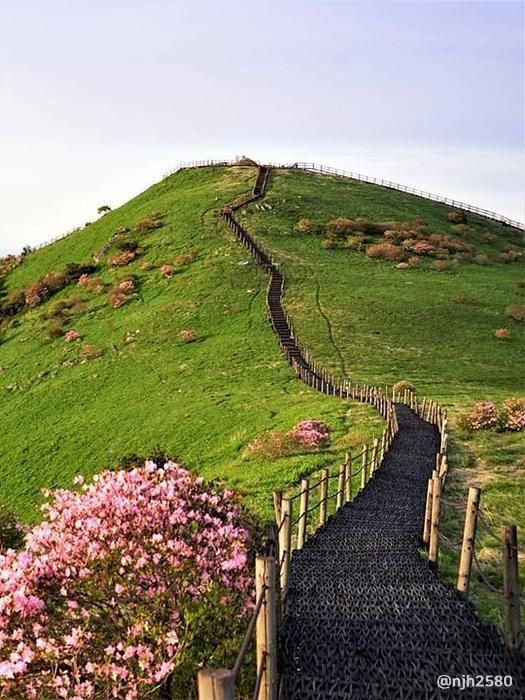 충북 단양 소백산 철쭉제