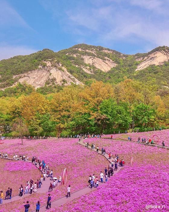 서울 불암산 철쭉제
