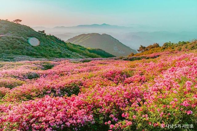 경남 산청 황매산 철쭉제