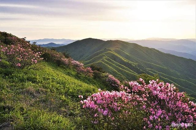 충북 단양 소백산 철쭉제