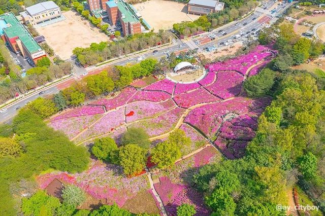 경기 군포 철쭉 축제