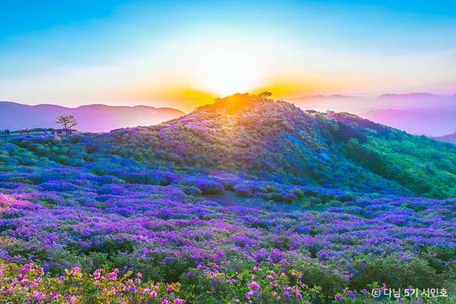 경남 산청 황매산 철쭉제