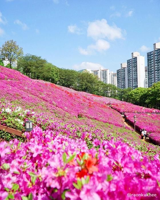 경기 군포 철쭉 축제