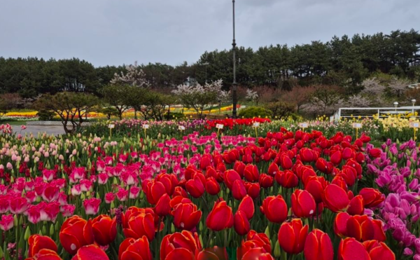 태안튤립축제 (사진출처=코리아플라워파크SNS)