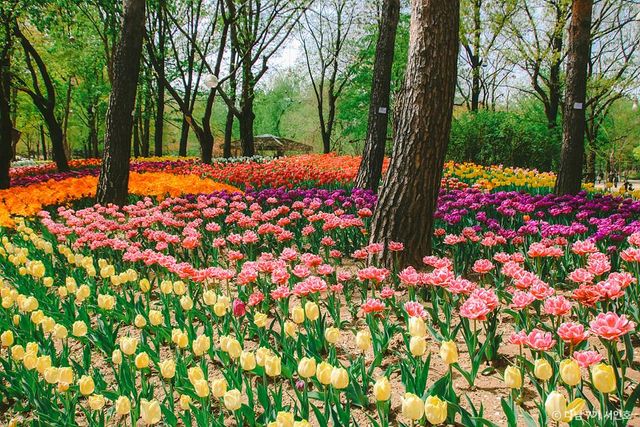 서울숲 튤립