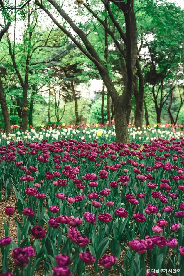 서울숲 튤립