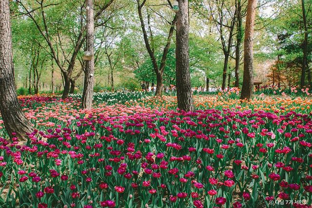 서울숲 튤립