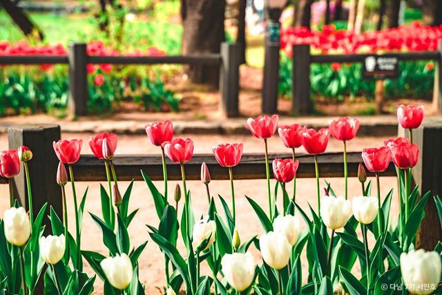 서울숲 튤립
