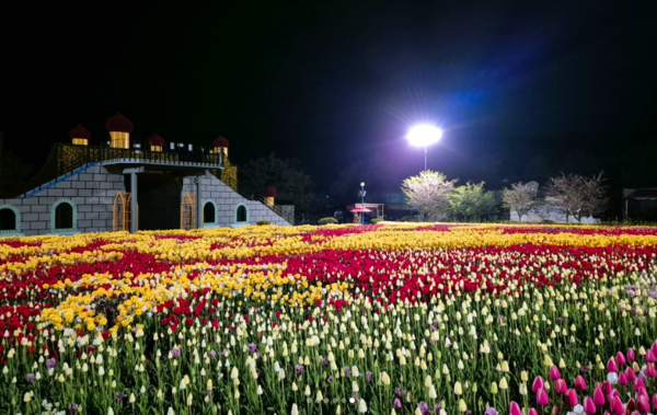 태안튤립축제 (사진출처=코리아플라워파크SNS)