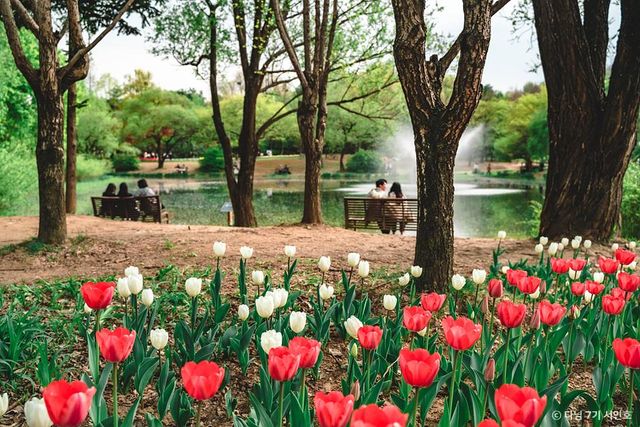 서울숲 튤립
