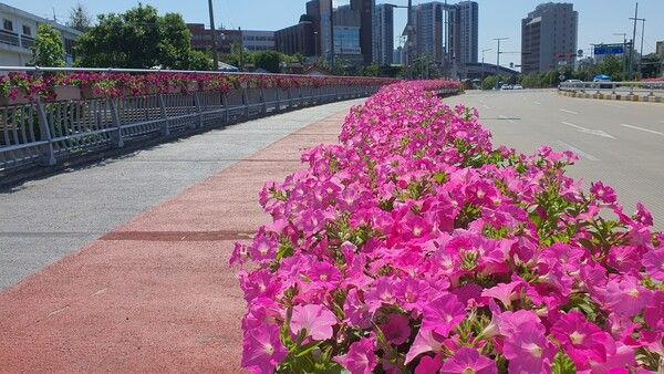 꽃다리 조성사업 완료된 모습 (사진=대전 동구 제공)