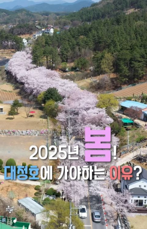 대청호 벚꽃명소 (사진=대전 동구)