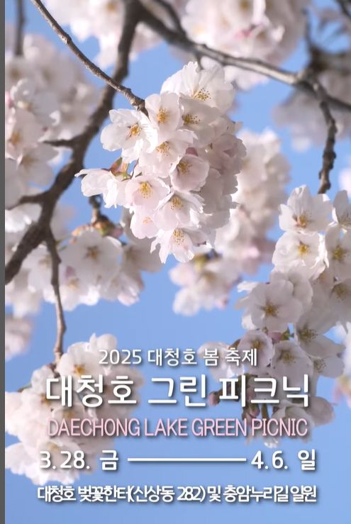 대청호 벚꽃명소 (사진=대전 동구)