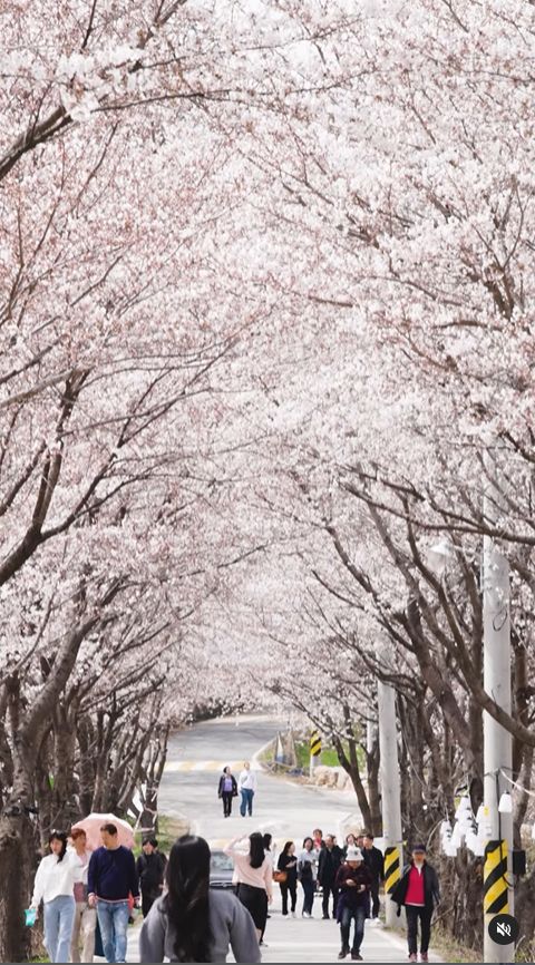 대청호 벚꽃명소 (사진=대전 동구)