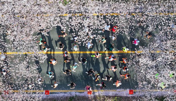 2025 대청호 벚꽃길 마라톤대회 인구늘리기 캠페인 (사진=동구 제공)