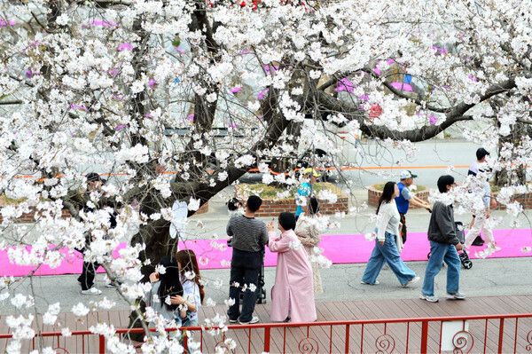대한민국에서 가장 늦게피는 벚꽃엔딩 명소 