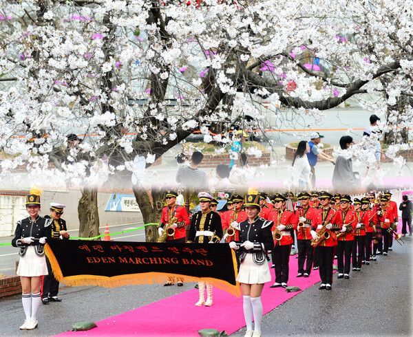 대한민국에서 가장 늦게피는 벚꽃엔딩 명소 